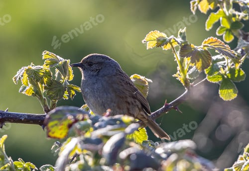 Preview: A Sparrow Perched On Tree Branch