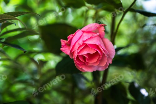 Preview: A Closeup Shot Of A Beautiful Pink Rose In A Garden On A Blurred Background