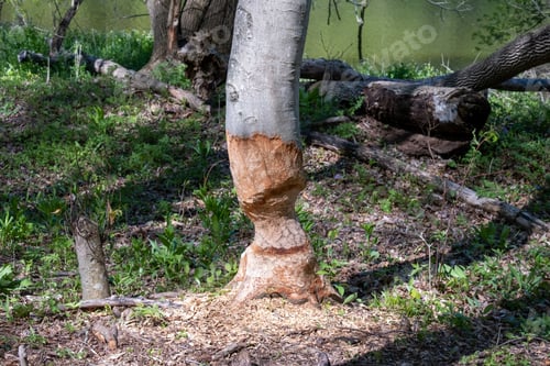 Preview: A Closeup Shot Of A Half-Cut Tree Trunk In A Forest