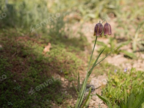 Preview: A Selective Focus Shot Of A Blooming Flower In The Greenery