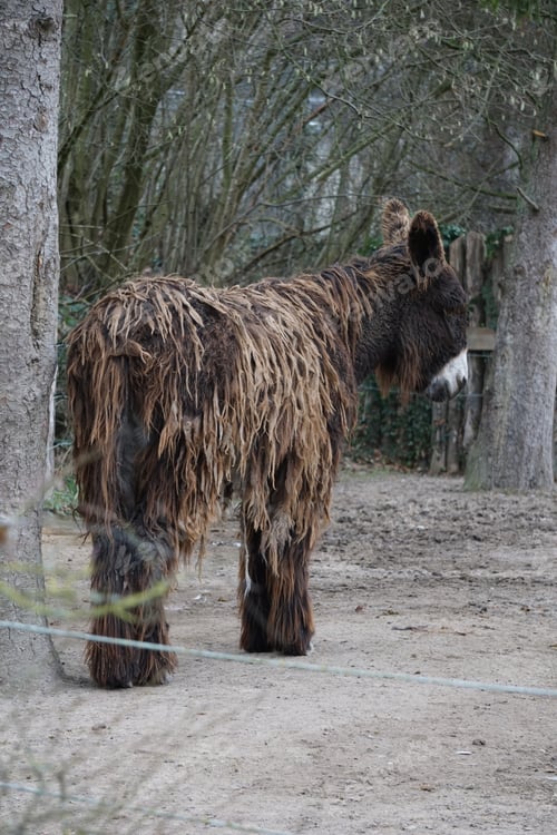 Preview: A Vertical Shot Of A Long-Haired Donkey In The Farm