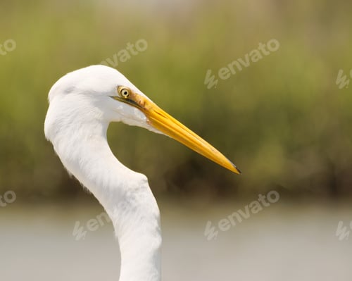 Preview: A Closeup Shot Of A White Egretta