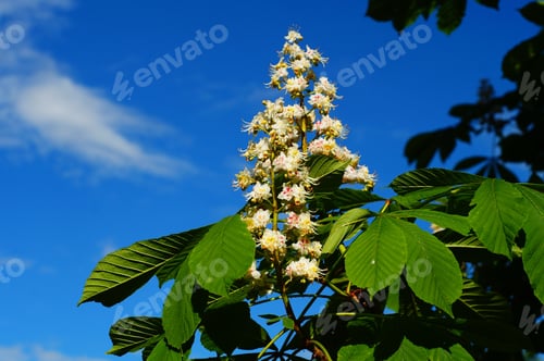 Preview: Inflorescence Of The Horse Chestnut Against The Blue Sky At The Beginning The Flowers Show A Yellow