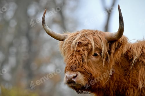 Preview: A Bull With Bangs In The Forest During The Daytime