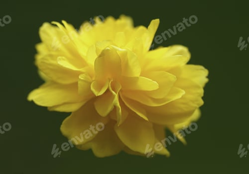Preview: A Shallow Focus Shot Of A Yellow Calendula