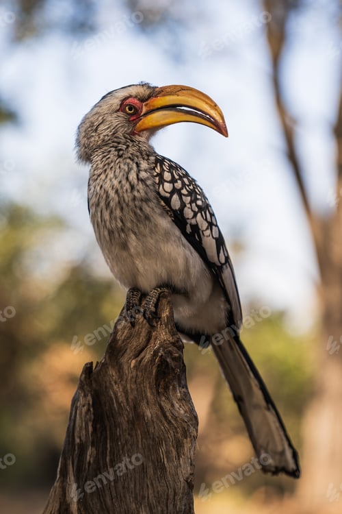Preview: A Vertical Shot Of A Hornbill Bird Perched On A Tree