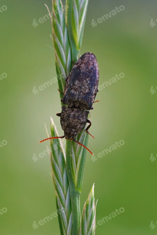 Preview: A Vertical Shot Of A Grey Clicking Beetle, Agrypnus Marina Hanging Down On A Grass Blade