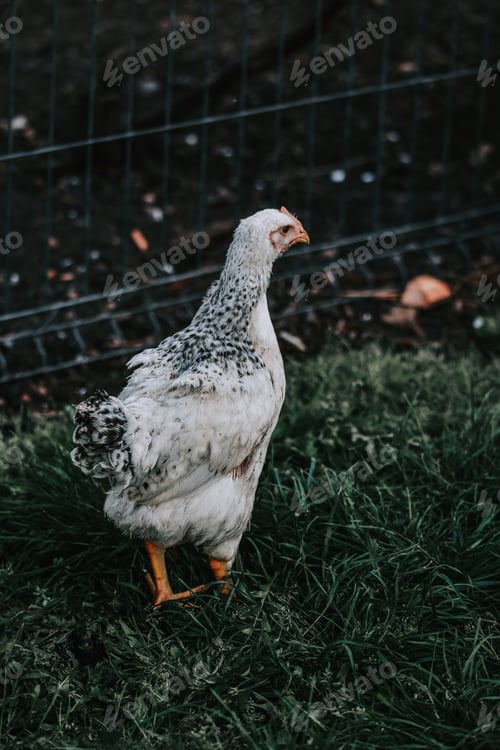 Preview: A Closeup Shot Of A White Hen In The Cage