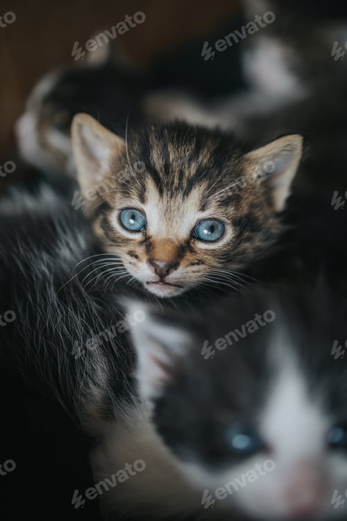 Preview: A Vertical Shot Of A Cute Newborn Kitten With Blue Eyes