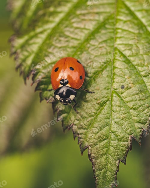 Preview: A Closeup Shot Of A Ladybug Perched On A Green Leaf On A Blurred Background