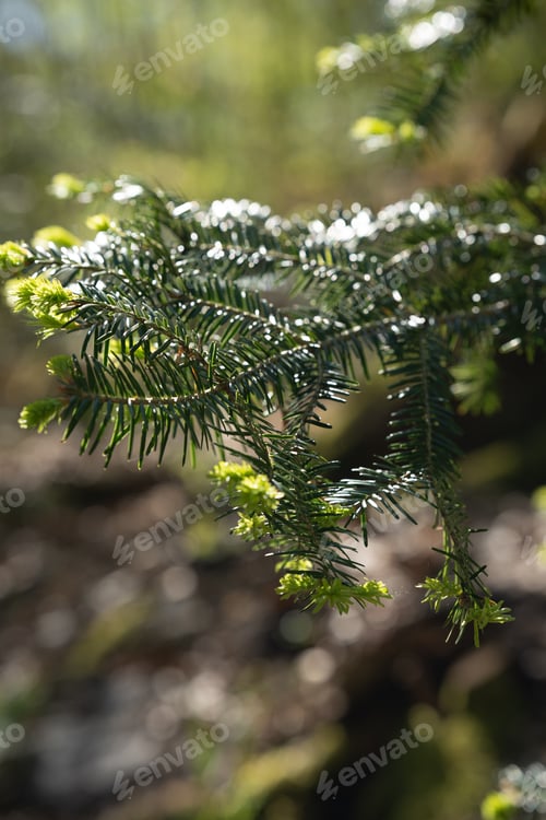 Preview: A Vertical Selective Focus Shot Of Bright Green Leaves On A Tree Branch In A Sunny Forest With