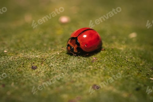 Preview: A Macro Shot Of A Red Ladybug On A Leaf