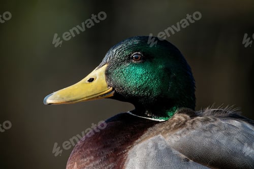 Preview: A Closeup Shot Of A Cute Duck