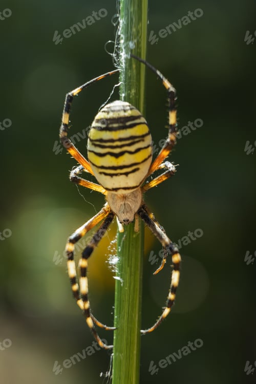 Preview: A Vertical Shot Of A Yellow Garden Spider On A Branch In A Field Under The Sunlight