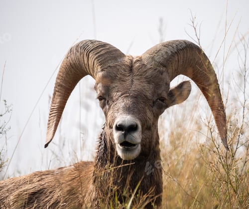 Preview: A Closeup Shot Of A Beautiful Horned Ovis In Its Natural Habitat