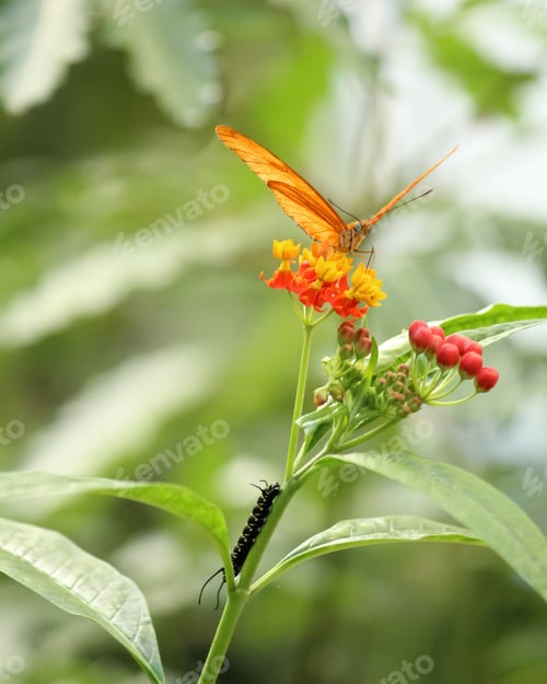 Preview: A Vertical Shallow Focus Shot Of A Julia Butterfly Feeding On Small Red Flowers And A Black