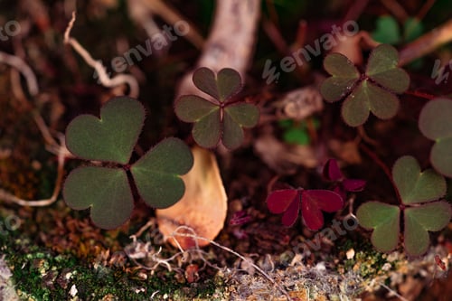 Preview: A Closeup Of Clovers Growing In The Soil On Blurred Background