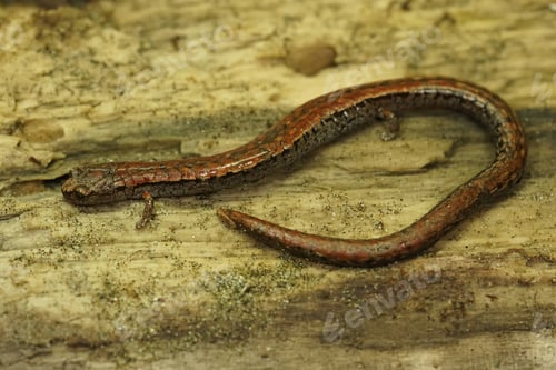 Preview: A Closeup Shot Of California Slender Salamander On A Wooden Surface