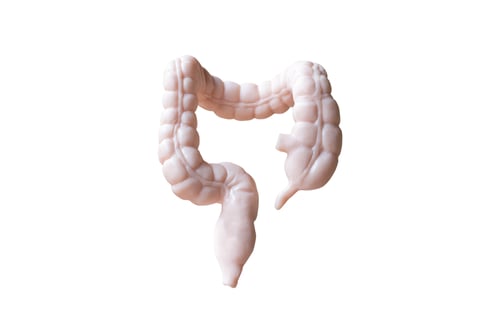 Preview: Human Large Intestine Anatomical Model Isolated On White Background