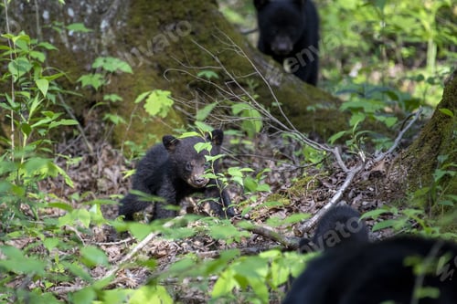 Preview: A Black Bear Cub On A Tree Trunk In The Woods