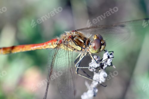 Preview: A Closeup Shot Of A Dragonfly On Blurred Background