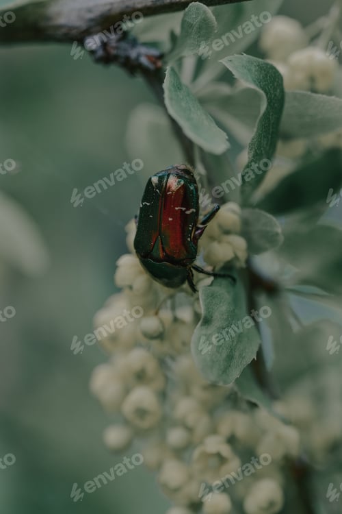 Preview: A Vertical Closeup Shot Of A European Rose Chafer Beetle