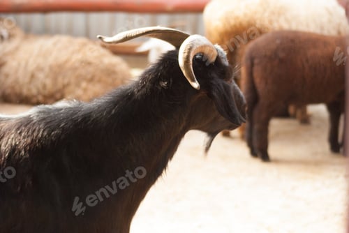 Preview: A Closeup Shot Of A Cute Goat In A Pasture