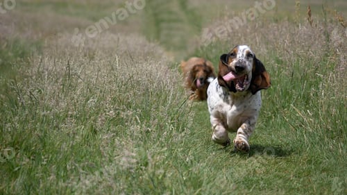 Preview: A Horizontal Shot Of An Excited English Setter Running Towards The Camera In A Green Field
