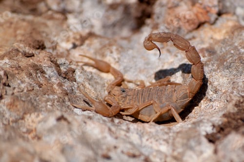 Preview: A Selective Focus Shot Of A Buthus Occitanus (Yellow Scorpion)