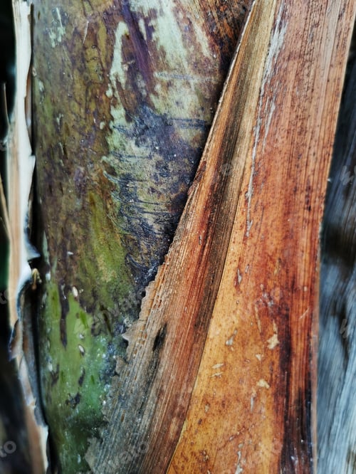 Preview: A Vertical Shot Of A Palm Tree Trunk Texture Captured In Malaga, Spain