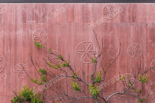 Preview: A Small Tree With Green Leaves Against An Old Weathered Wall