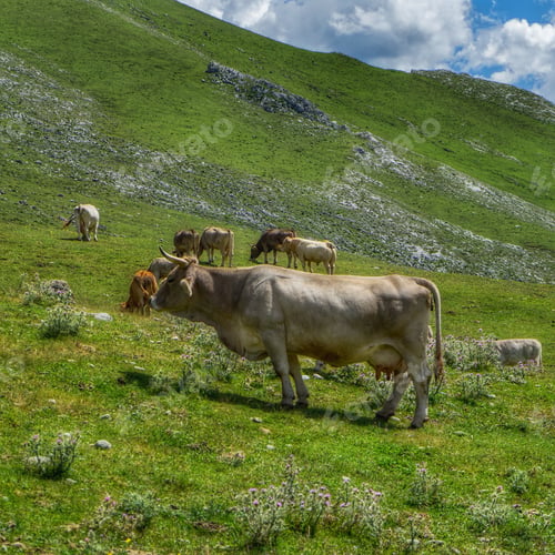 Preview: A Herd Of Cattle Grazing In A Green Meadow On The Hillside