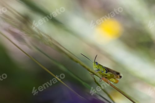 Preview: A Selective Focus Shot Of A Grasshopper In Its Natural Environment