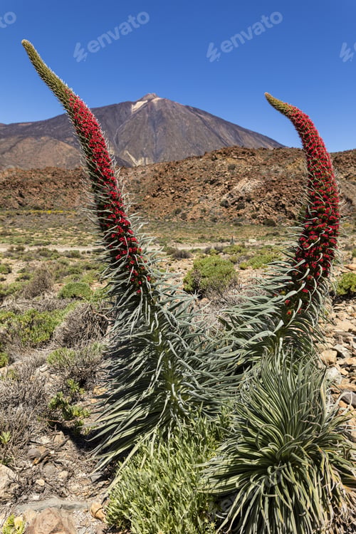 Preview: A Vertical Shot Of Echium Wildpretii In The Teide National Park Under The Sunlight In Spain