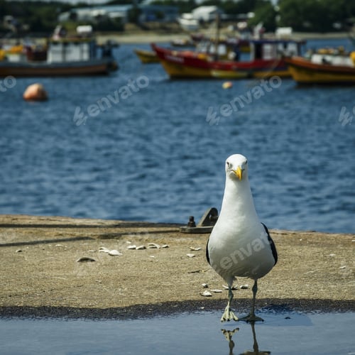 Preview: A Closeup Shot Of A Great Black-Backed Gull