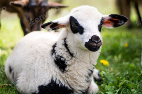 Preview: A Closeup Shot Of A Black And White Kid Sitting On Green Grass