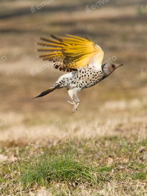 Preview: A Vertical Closeup Shot Of A Bird-Of-Paradise Flying From A Field