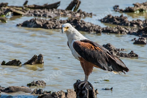 Preview: African Fish Eagle Resting On A Stone In The Orange River, National Kruger Park, South Africa