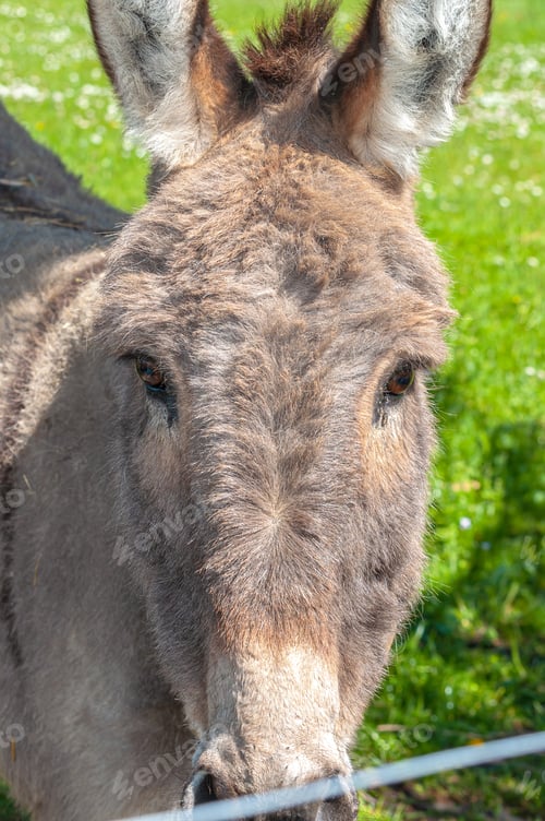Preview: A Vertical Shot Of A Cute Domestic Donkey Grazing In A Pasture