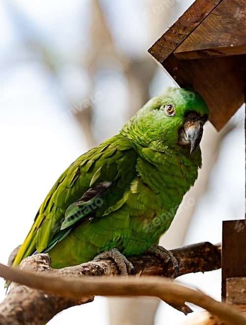 Preview: A Shot Of A Parrot On A Tree