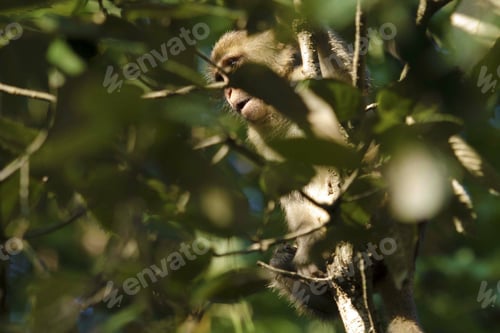 Preview: A Monkey Hanging On To Tree Branches Surrounded By Leaves In A Green Forest