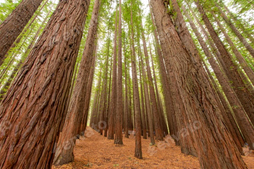 Preview: A Low Angle Shot Of The Trees In A Redwood Forest