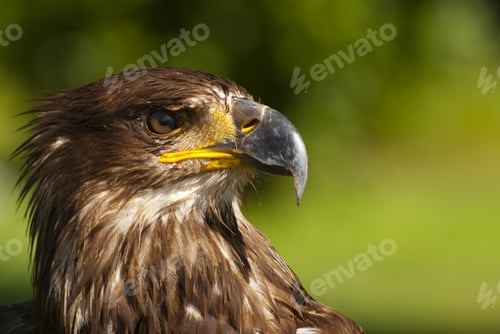 Preview: A Selective Focus Shot Of A Golden Eagle Face