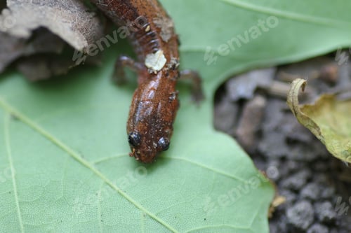 Preview: A Closeup Shot Of A Red-Backed Salamander On A Forest Floor