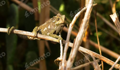 Preview: A Closeup Of A Common Chameleon On A Dry Branch In A Field Under The Sunlight In Malta