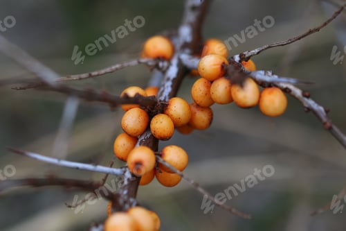 Preview: A Selective Focus Shot Of Sea Buckthorn