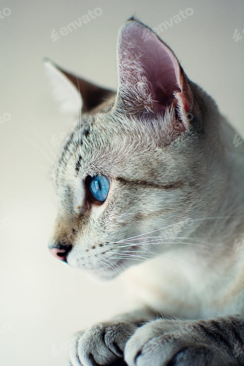 Preview: A Portrait Of A Domestic Gray Cat With Blue Eyes Against The Wall Under The Lights