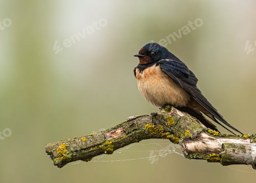 Preview: A Closeup Shot Of A Bird On A Twig