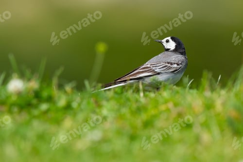Preview: A Closeup Shot Of A White Wagtail Bird Perched On The Fresh Soft Grass