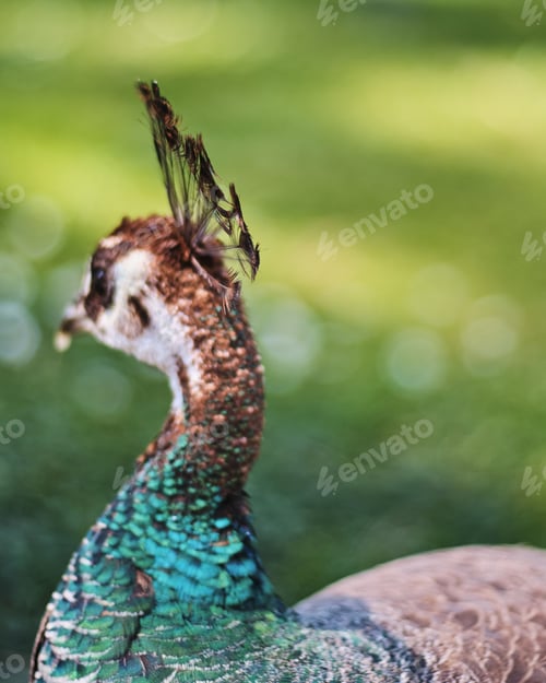 Preview: A Closeup Shot Of The Back Of A Peacock Head